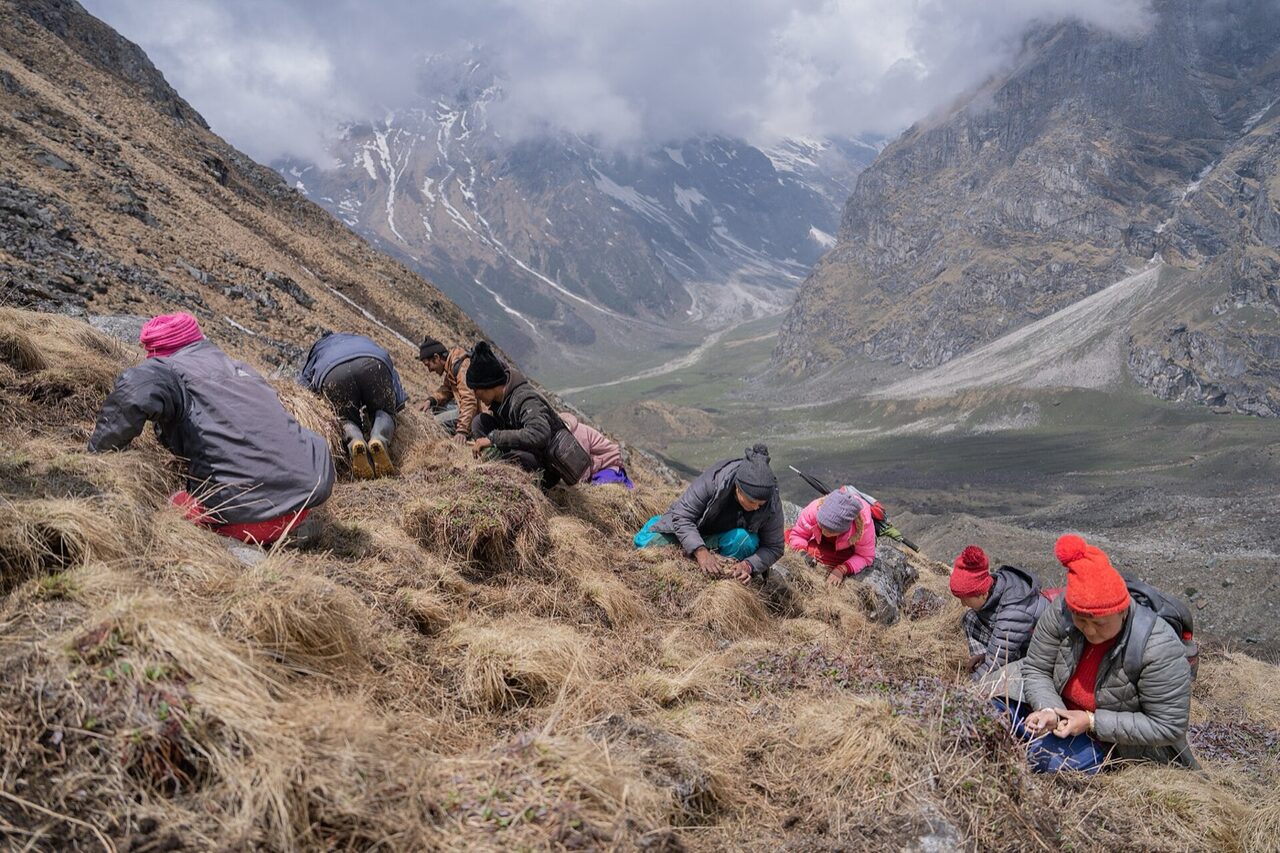 Himalayan habitat
