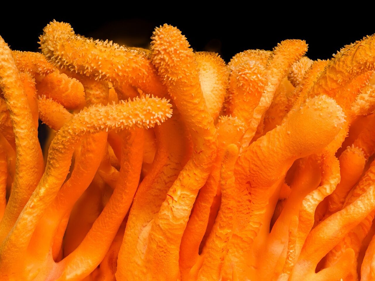 Wild Sinensis vs Cultivated Militaris: Which Cordyceps Should You Buy?