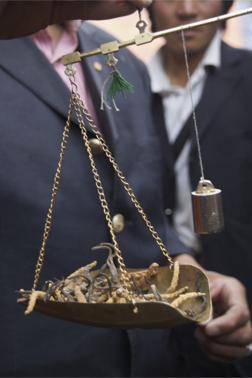 How to Spot Fake Cordyceps: A Buyer's Guide