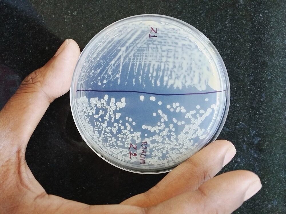 Petri Dishes + Agar (mother culture)