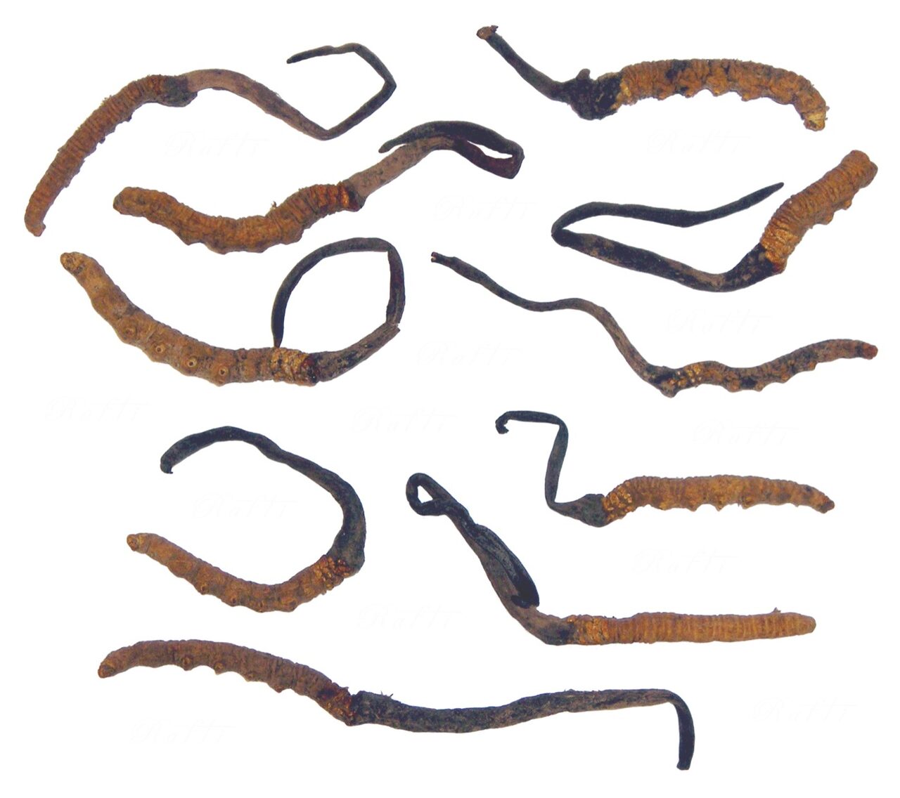 Nepal Yarsagumba — Grade A+ Whole