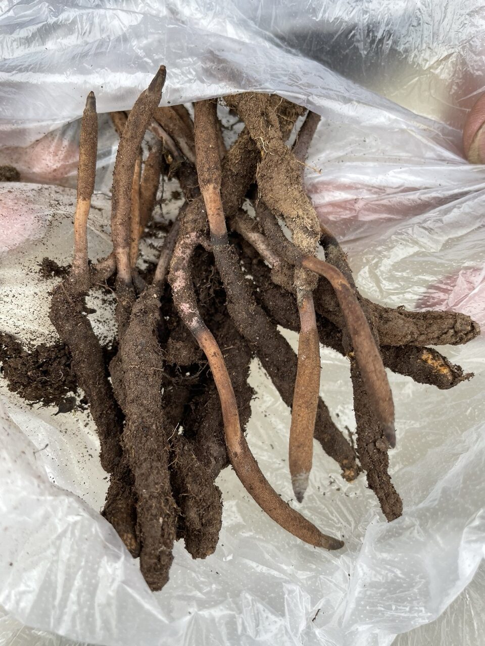 Pure Cordyceps Sinensis Powder