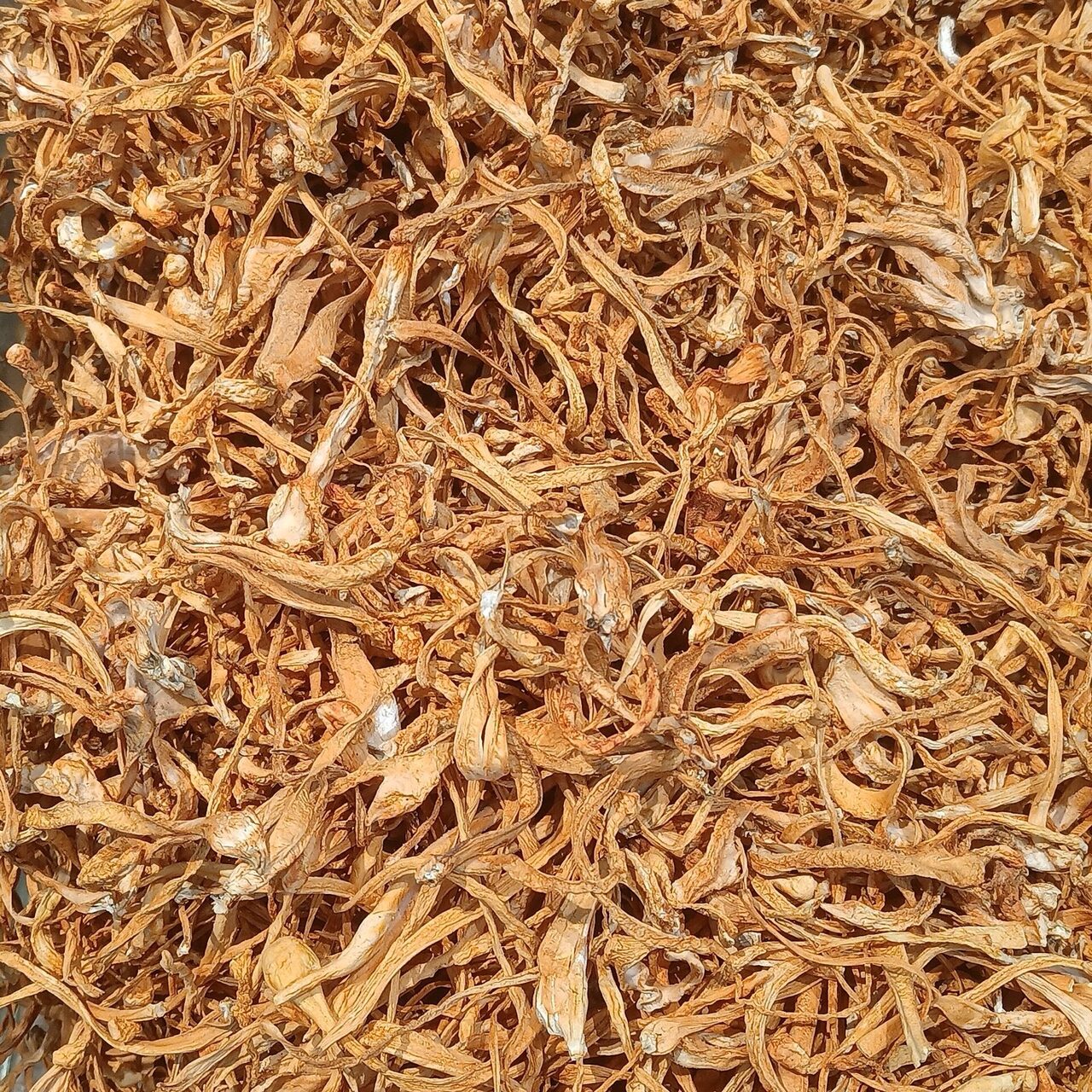 Cordyceps Militaris — Fresh-Dried Whole