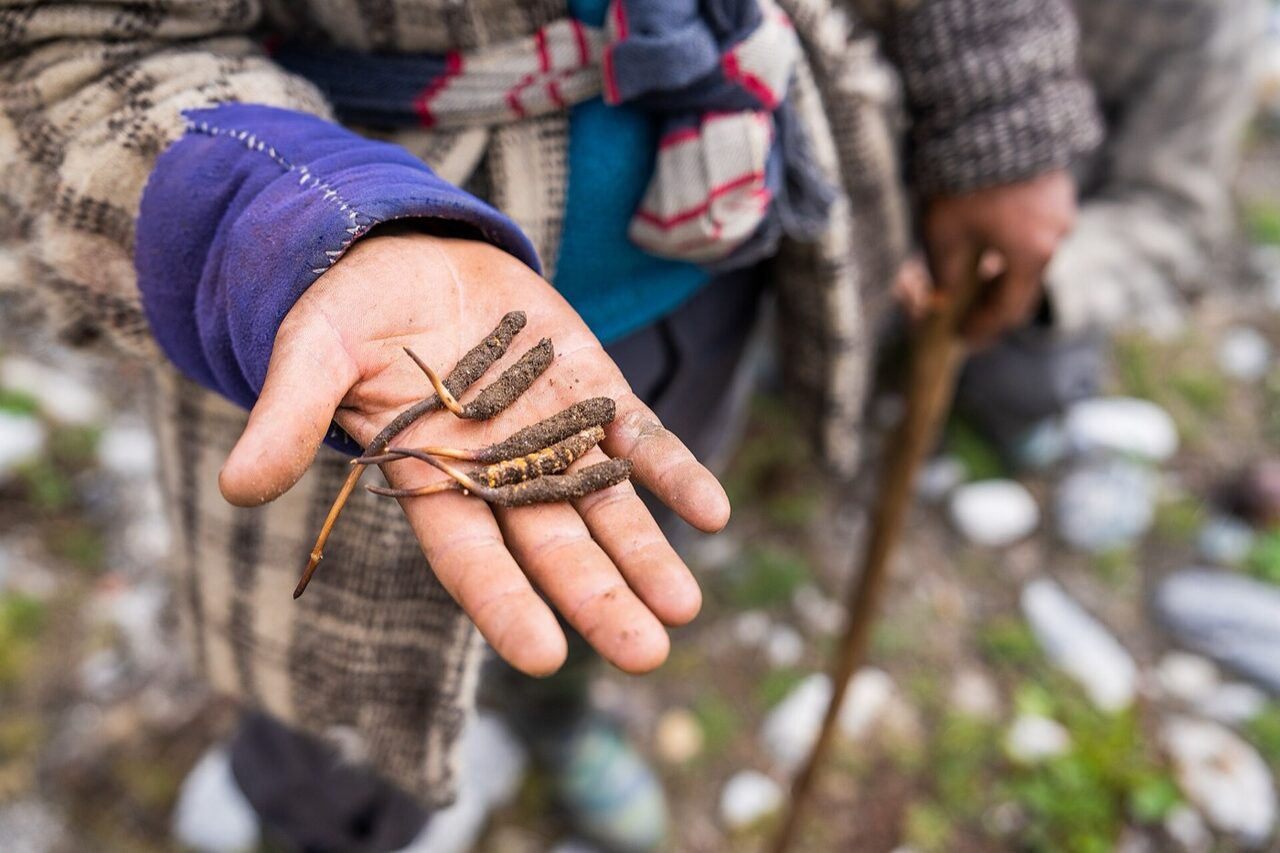 Nepal Yarsagumba — Grade A+ Whole