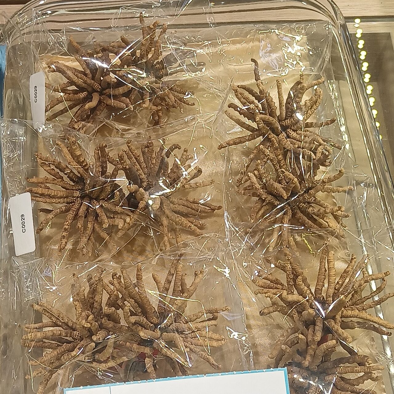 Premium Wild Himalayan Cordyceps — Grade A