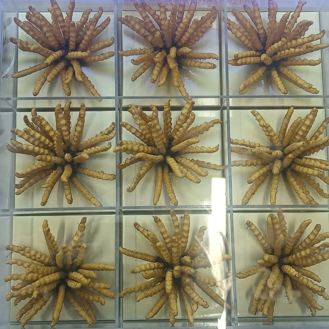 Premium Wild Himalayan Cordyceps — Grade A